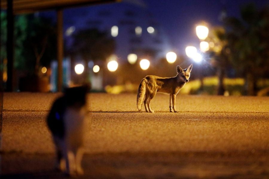 El zorro rojo se pasea tranquilamente por Ashkelon. 
