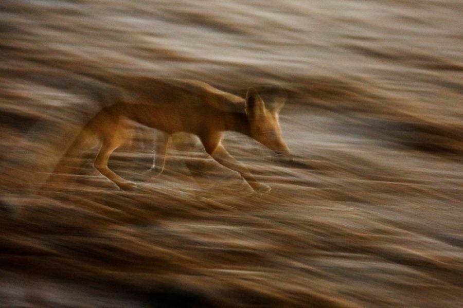 El zorro rojo se pasea tranquilamente por Ashkelon. 