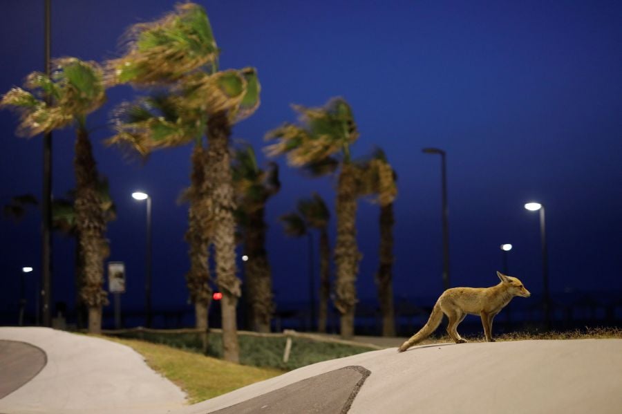 El zorro rojo se pasea tranquilamente por Ashkelon. 