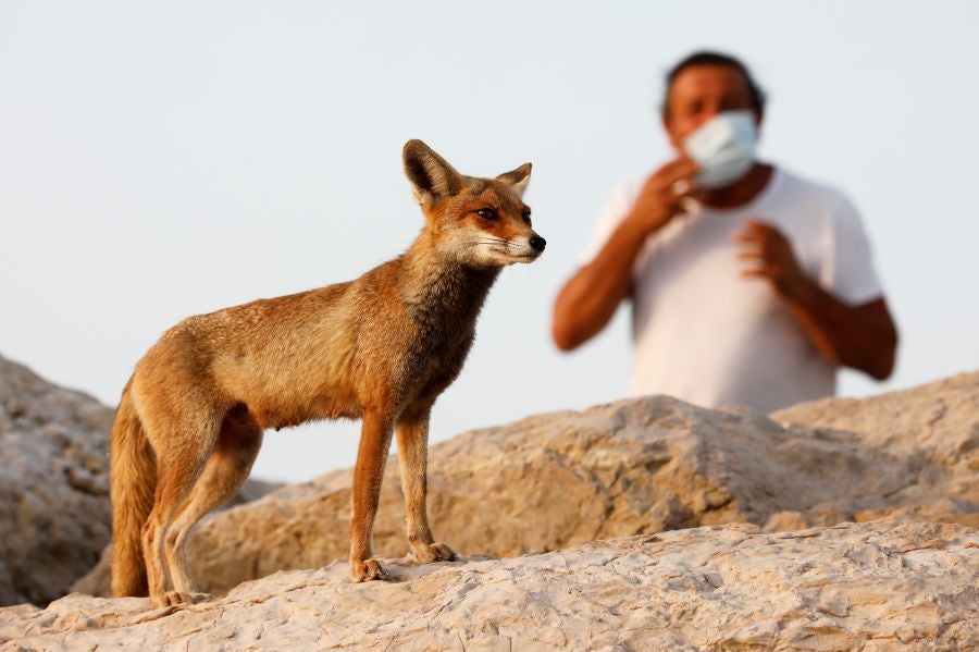 El zorro rojo se pasea tranquilamente por Ashkelon. 