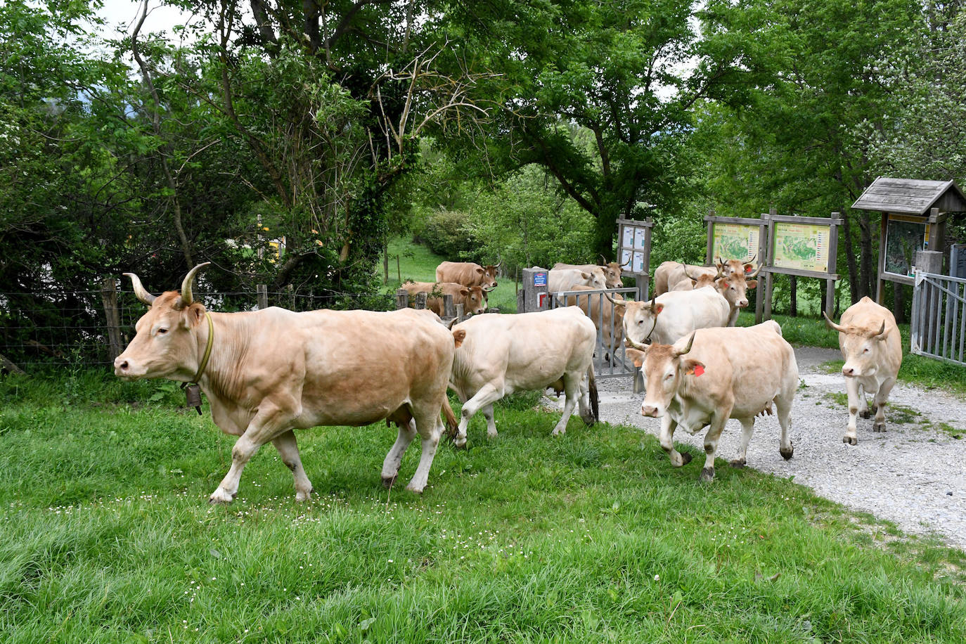 Fotos: Abaltzisketan ere zabaldu dituzte larreak