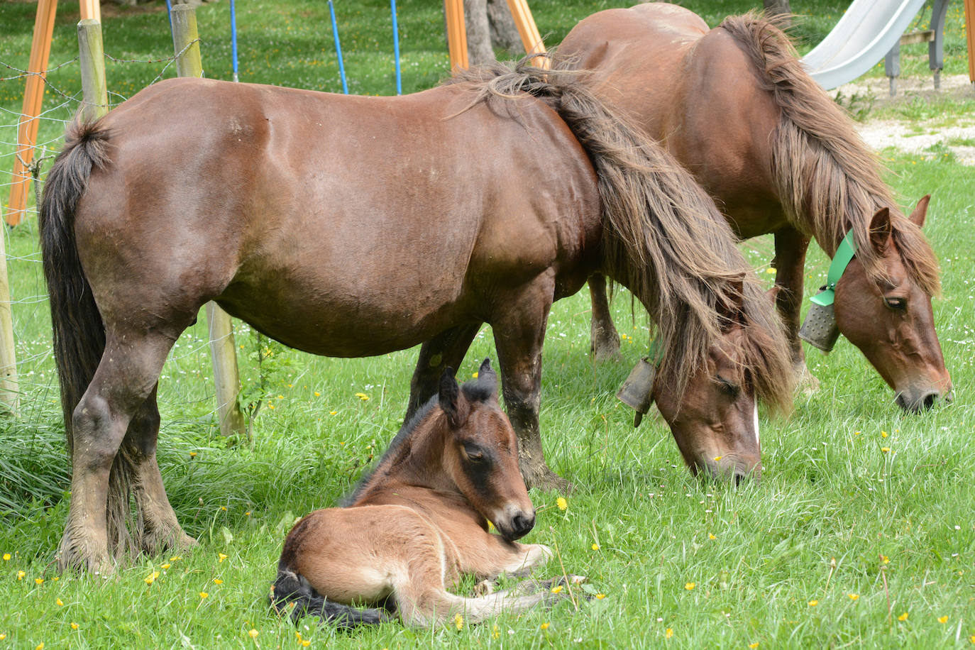 Fotos: Abaltzisketan ere zabaldu dituzte larreak