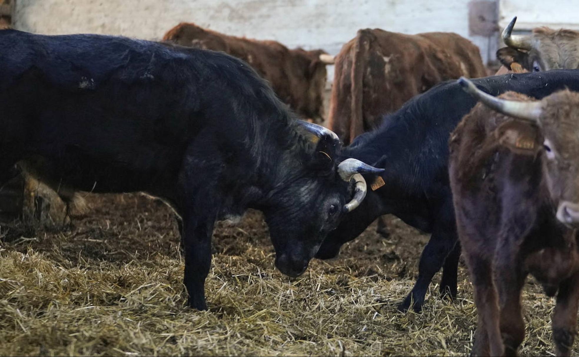 Animales de la ganadería Marqués de Saka-Perlakua afincada en Deba.