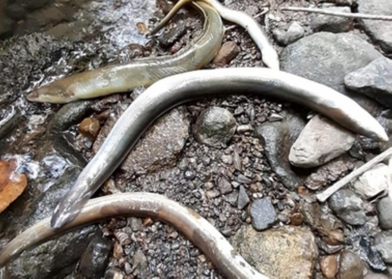 Hilik azaldu ziren aingirak. 