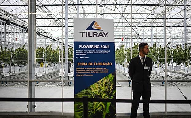 Plantaciones legales de marihuana de la empresa Tilray en Cantanhede (Portugal).