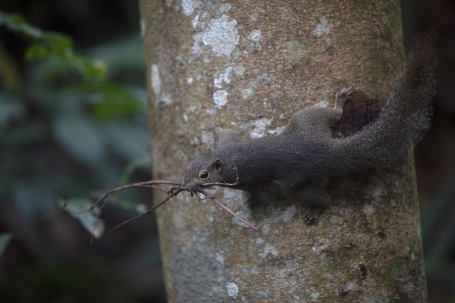 Singapur, la ciudad verde. 