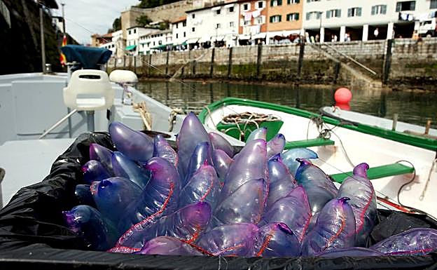 Imagen principal - Arriba, recogida de ejemplares. Abajo izquierda, una carabela flotando en la bahía. A la derecha un bañista muestra las marcas que le dejó la picadura de una carabela. 