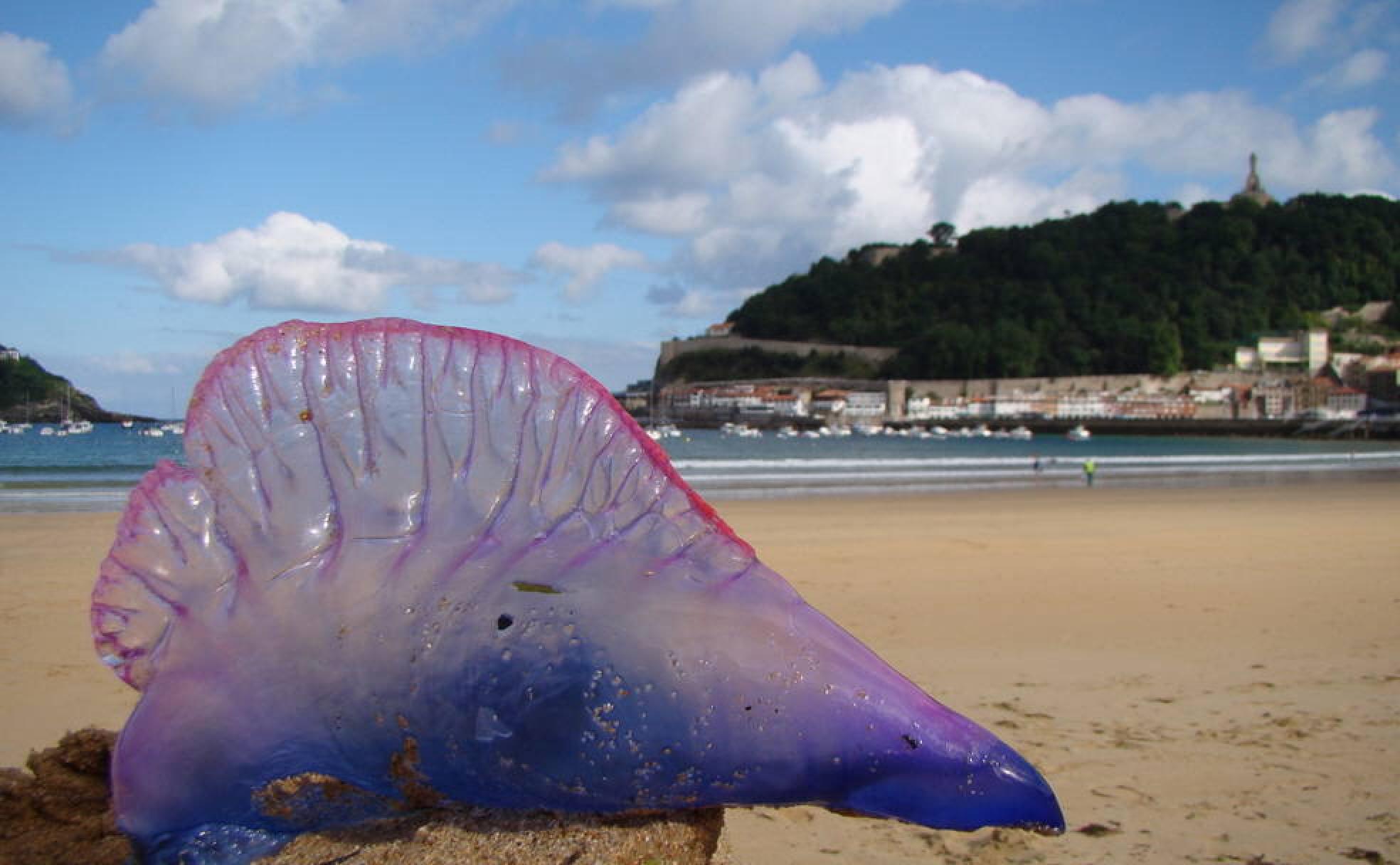 Ejemplar de carabela portuguesa. 
