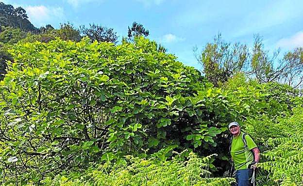 Jesús Mari Alquézar, cerca de la punta de las ánimas de Monpas. A la derecha, flores de la pasión en Ulia.