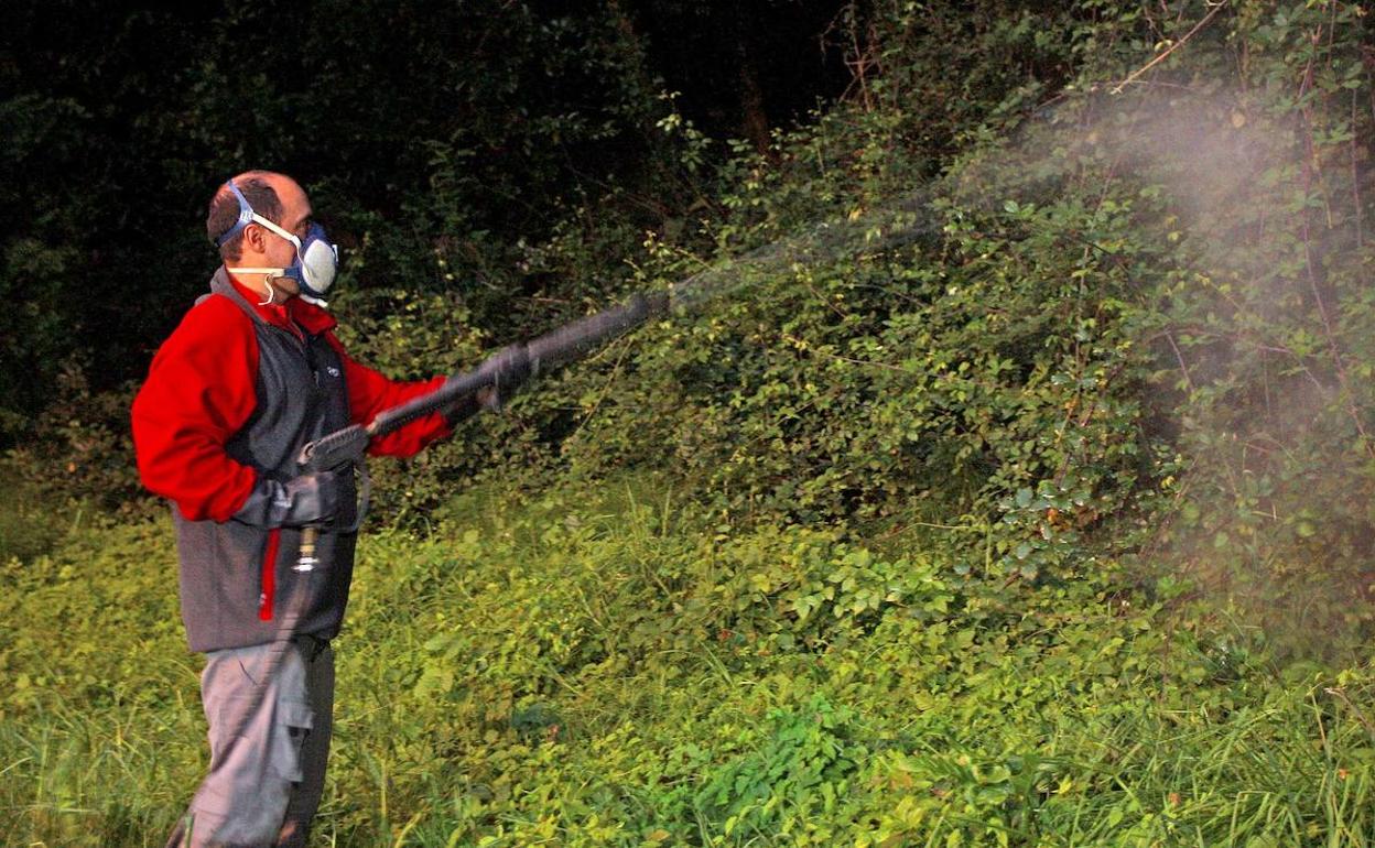 Un hombre realiza trabajos de fumigación para erradicar la presencia de mosquitos tigre en Donostia. 