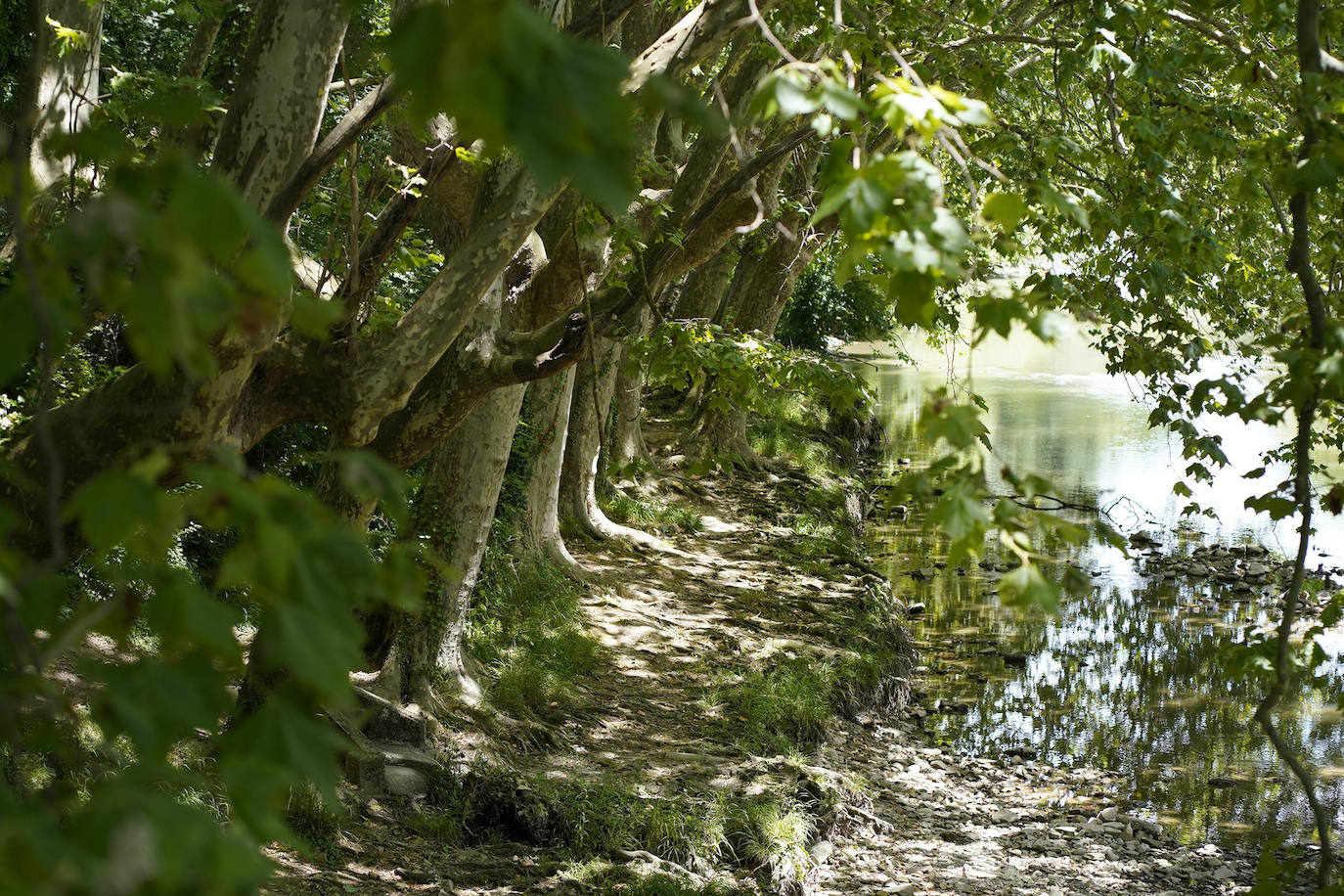 Sus tres patronos (que solo son dos) protegen a los amantes, los peregrinos y los visitantes de la ciudad del Arga. Entre plátanos, cerca del río, Gora San Fermín, Viva San Saturnino, Adelante San Cernín