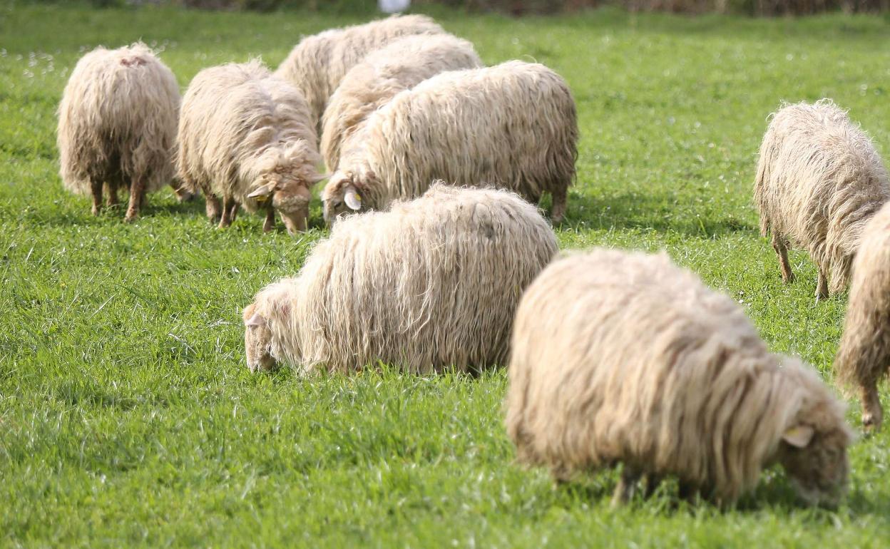 Los productores de ovino de Euskadi critican que se recorten «un 20%» las ayudas al sector