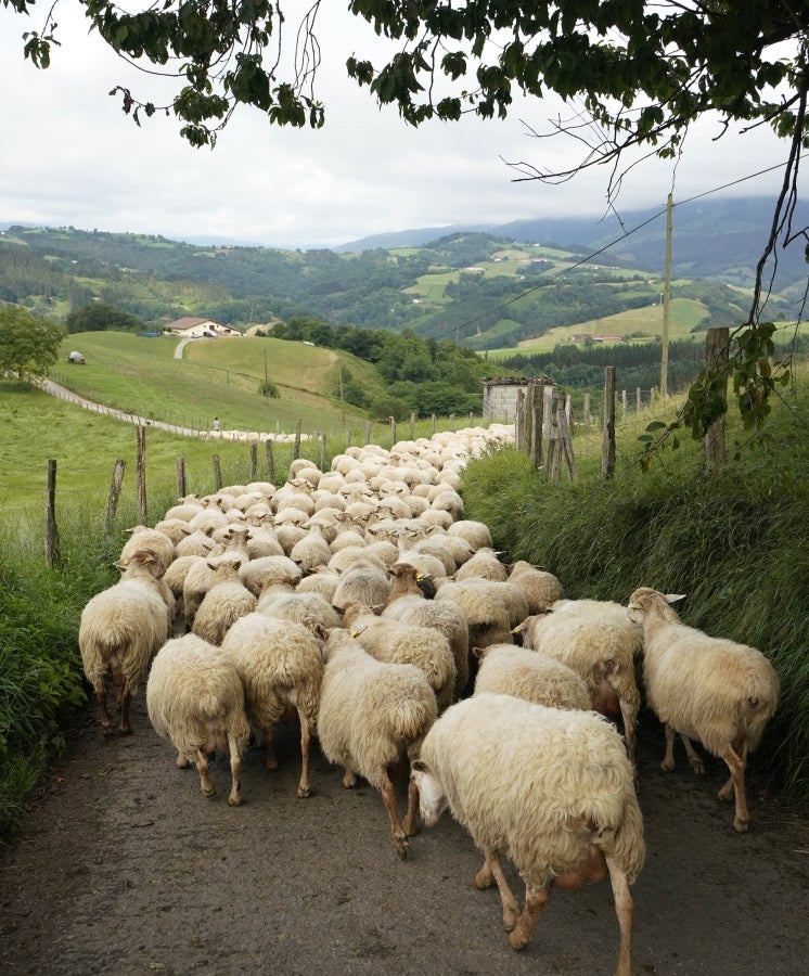 Ambas localidades ofrecen grandes vistas, como la de este caserío de Zaldibia. 