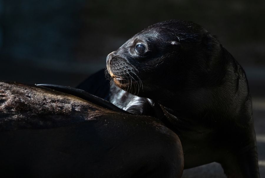 Un cachorro de lobo marino de doce días de edad es visto con su madre Peaches en su recinto en el zoológico Schoenbrunner Tiergarten en medio del brote de la enfermedad por coronavirus (COVID-19) en Viena, Austria
