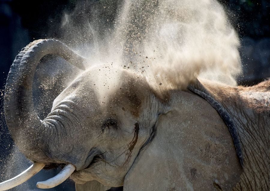 Un cachorro de lobo marino de doce días de edad es visto con su madre Peaches en su recinto en el zoológico Schoenbrunner Tiergarten en medio del brote de la enfermedad por coronavirus (COVID-19) en Viena, Austria