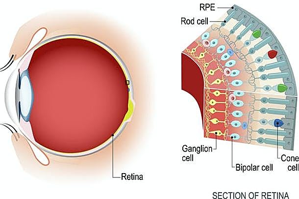 La luz llega hasta la parte posterior del globo ocular, que la percibe gracias a los bastoncillos y conos. Éstos envían señales visuales al cerebro. 