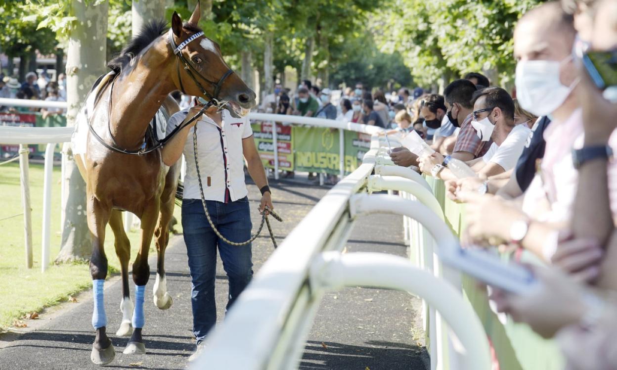 Los aficionados, con mascarilla, atentos al paseo previo de un ejemplar en el paddock. 