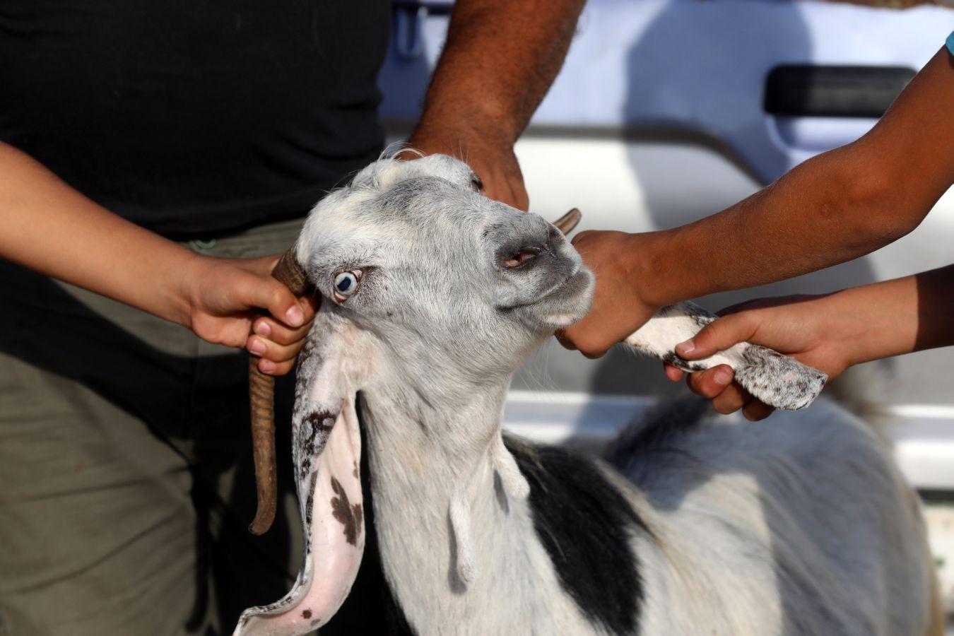 La festividad conocida como Eid al-Adha o Fiesta del Cordero es una de las celebraciones más importantes en el mundo musulmán. No hay una fecha exacta de celebración, pues su realización coincide con el fin del peregrinaje a La Meca (El Hajj). Es una tradición en la cual se aprovecha para orar junto con la familia y posteriormente se sacrifica un cordero. Esto por hacer una referencia a los hechos de las sagradas escrituras del Corán. En el cual se menciona que Dios, ordenó a Abraham a sacrificar a su primogénito como prueba de su fidelidad y, previo a esto, Dios le ofreció un cordero para sacrificarlo. Es una costumbre con bastante arraigo en el mundo árabe. Países como Afganistán, Siria, Kuwait, Líbano, Palestina o Nigeria lo celebran. .