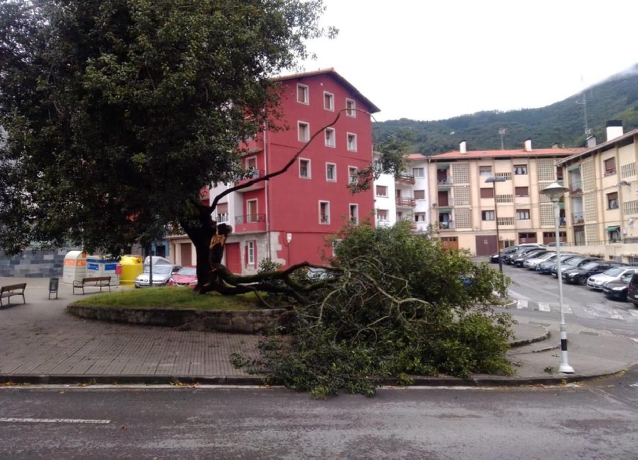 El gran laurel centenario de Azpilgoeta ha vuelto a romperse. 
