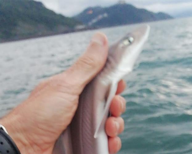 El marrajo que pescó la semana pasada un donostiarra en la zona de La Zurriola.