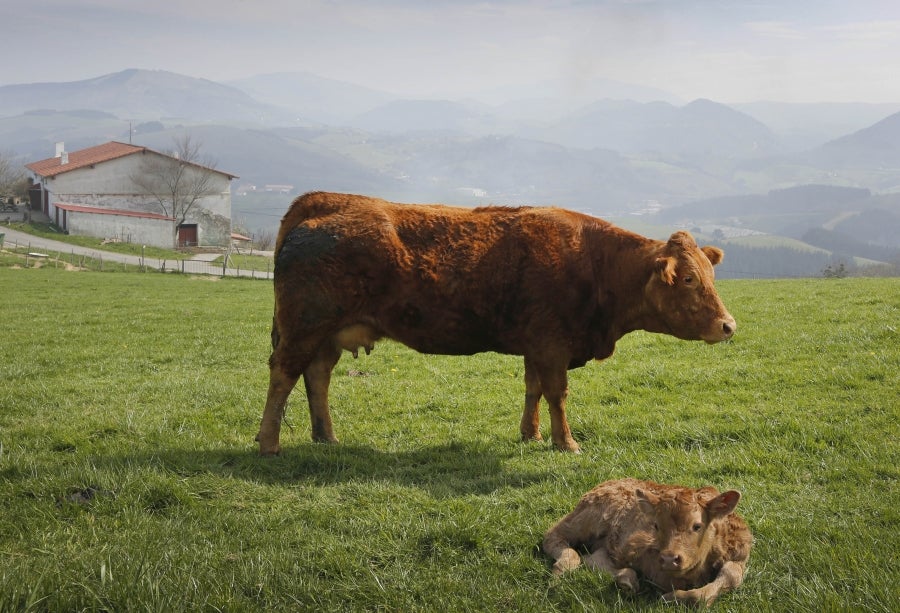 Enclavada en uno de los tramos más impresionantes de la costa, en una bellísima bahía, invita a perderse por las calles de su casco histórico y a disfrutar de sus hermosas playas. 
