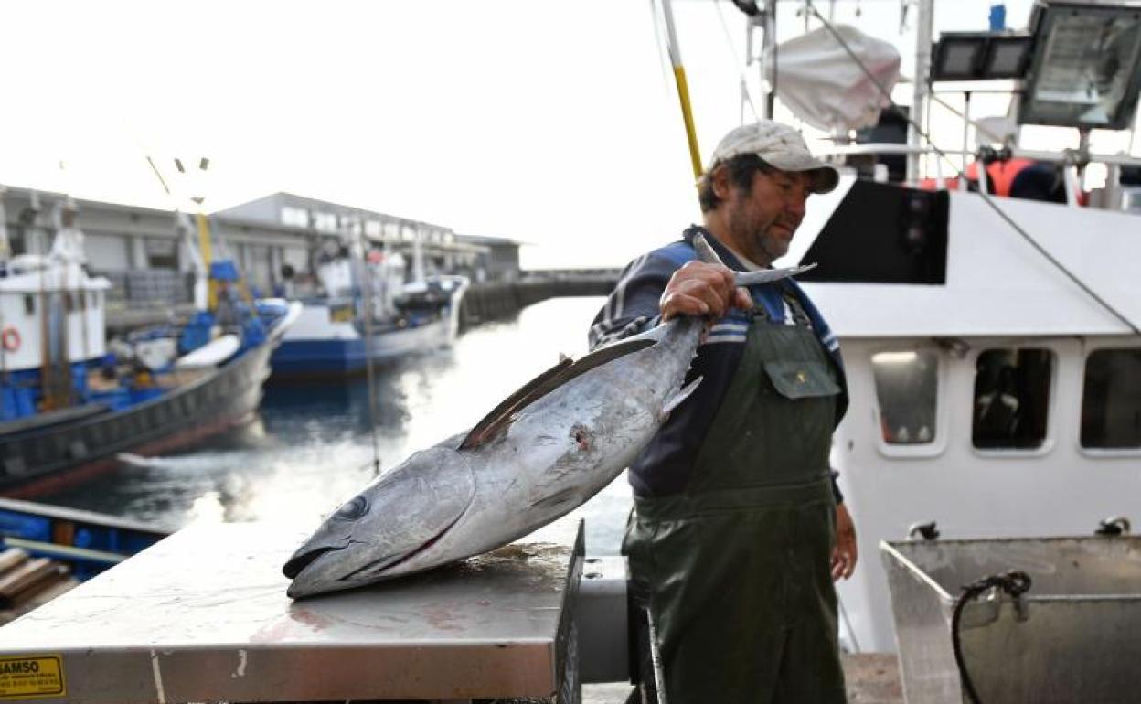 Un arrantzale sostiene un bonito en la descarga en el puerto de Getaria. 