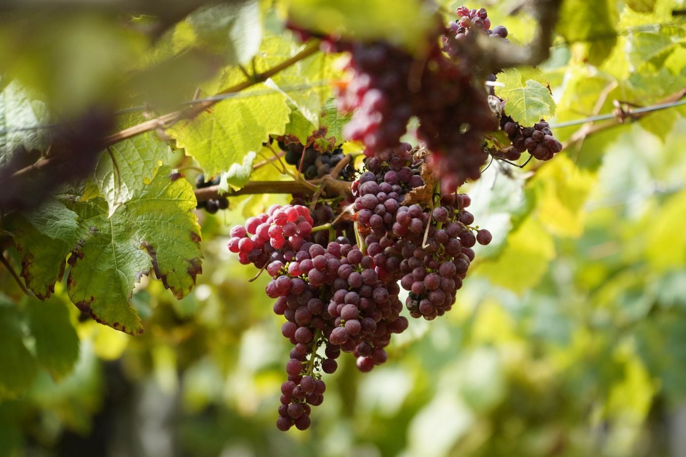 Medio millar de temporeros se someten a test PCR antes de dar comienzo a la vendimia del txakoli