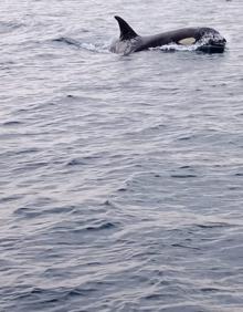 Imagen secundaria 2 - San Sebastián: aparece una orca cerca de la bahía de La Concha