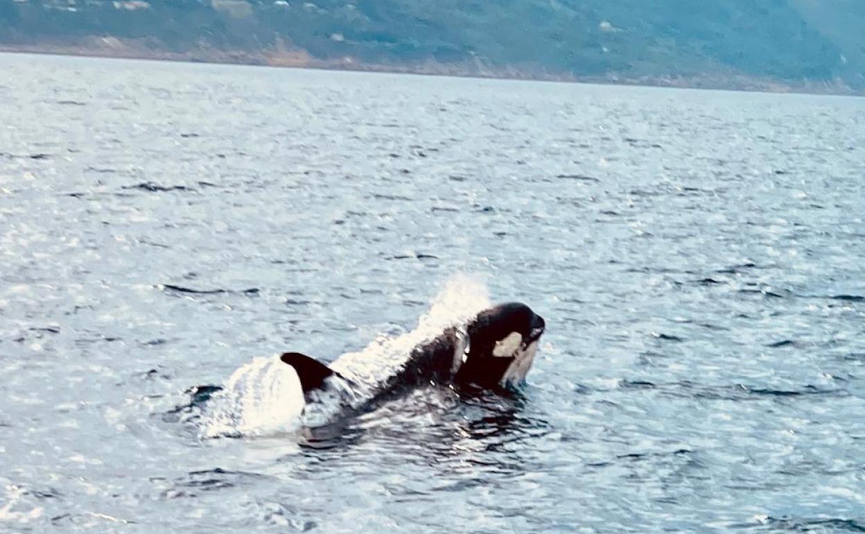Imagen de la orca tomada desde un remolcador de Facal. 