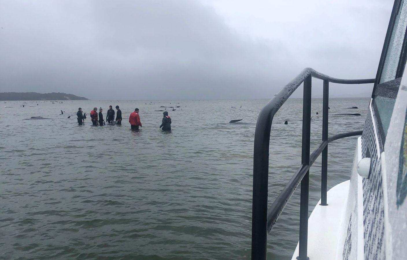 Fotos: Cientos de ballenas varadas en Australia