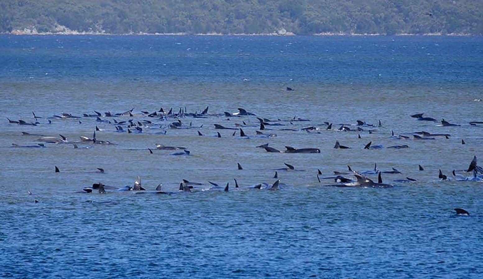 Fotos: Cientos de ballenas varadas en Australia