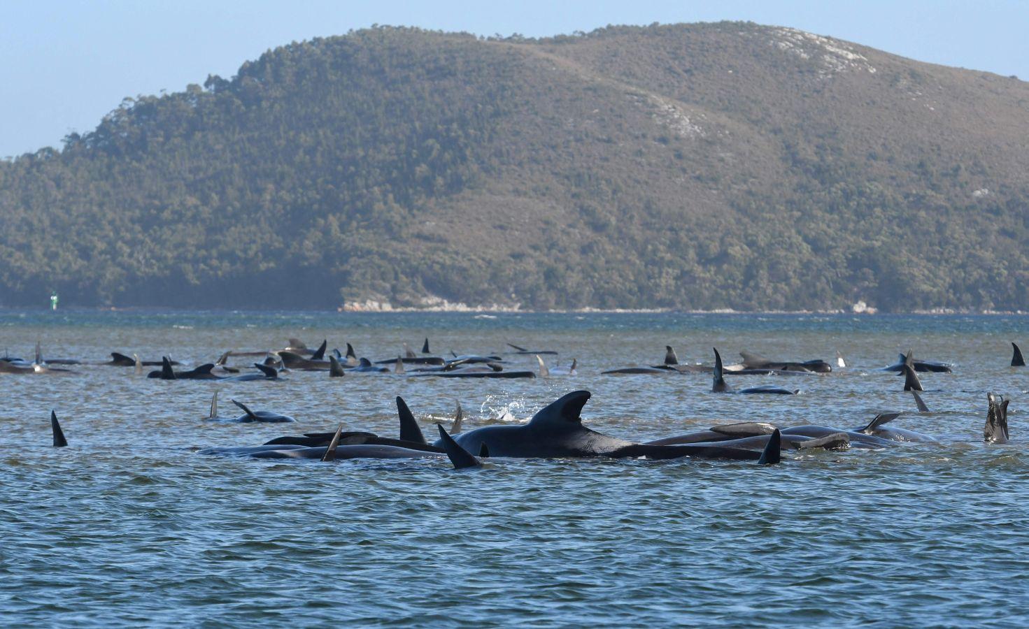 Fotos: Cientos de ballenas varadas en Australia