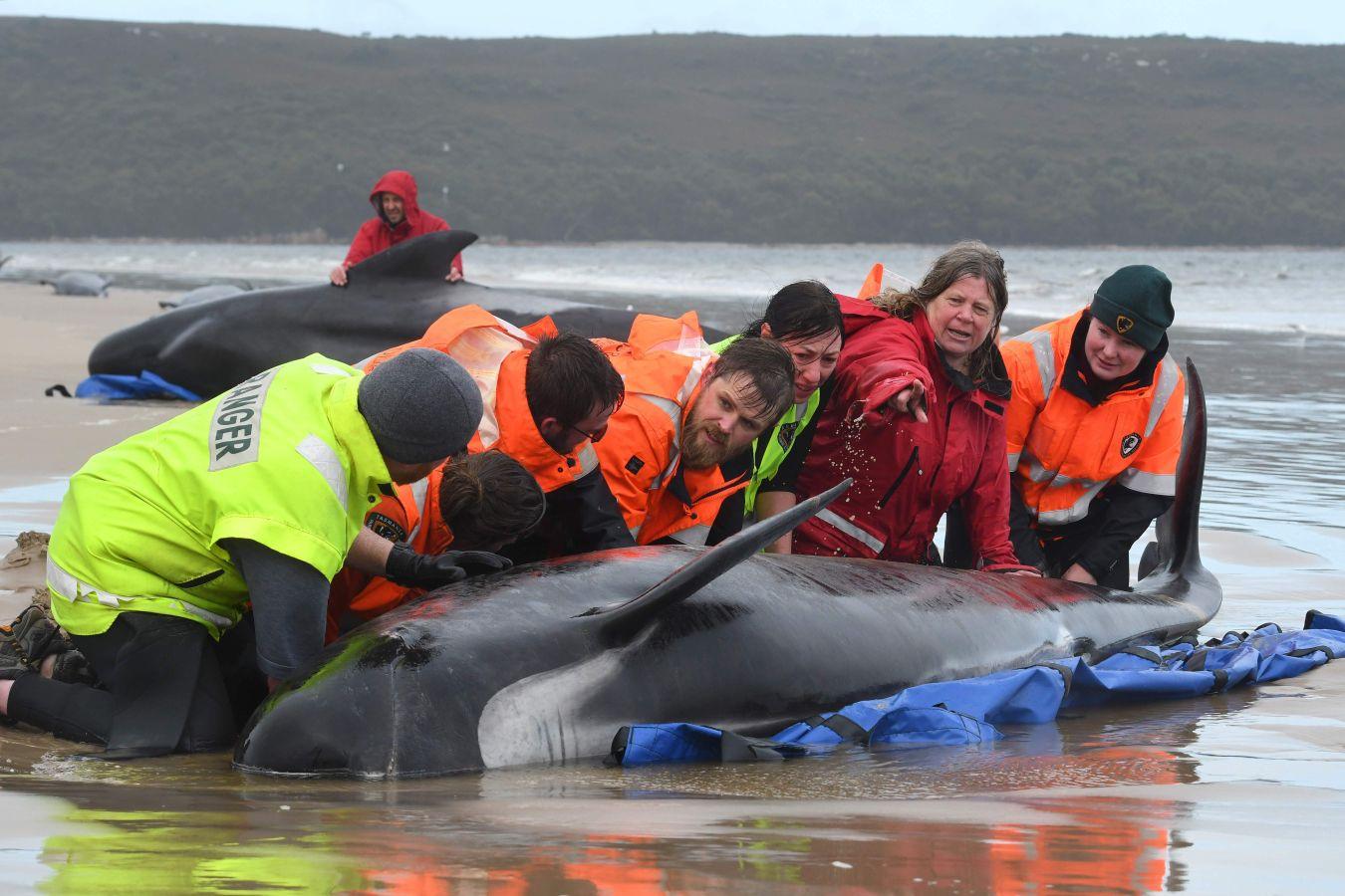 Fotos: Cientos de ballenas varadas en Australia
