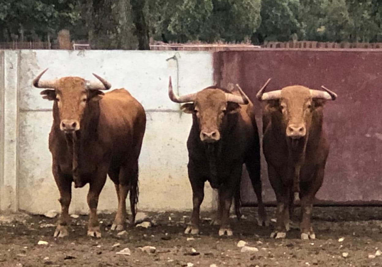 Tres de los toros que se lidiarán mañana en la corrida de Dax. 