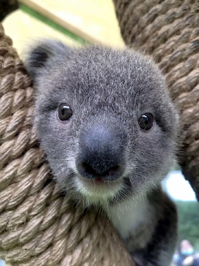 Nuevos integrantes en el zoológico de Taiwán