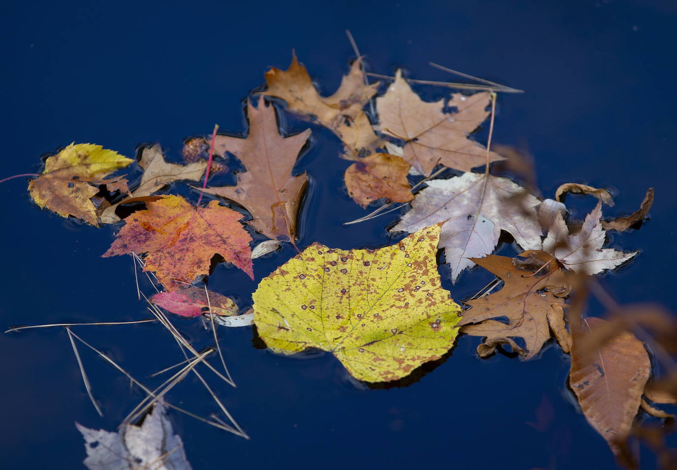 En White Mountains, de New Hampshire, los picos más altos ya registran colores otoñales que atraen a millones de visitantes de todo el mundo. Otras visitas obligadas son Peterborough, Jaffrey y Stowe, en Vermont. 