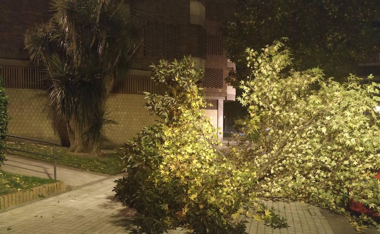 Un árbol caído sobre un coche en Irun.