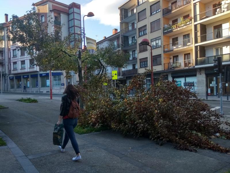 Árbol caído en Andoain