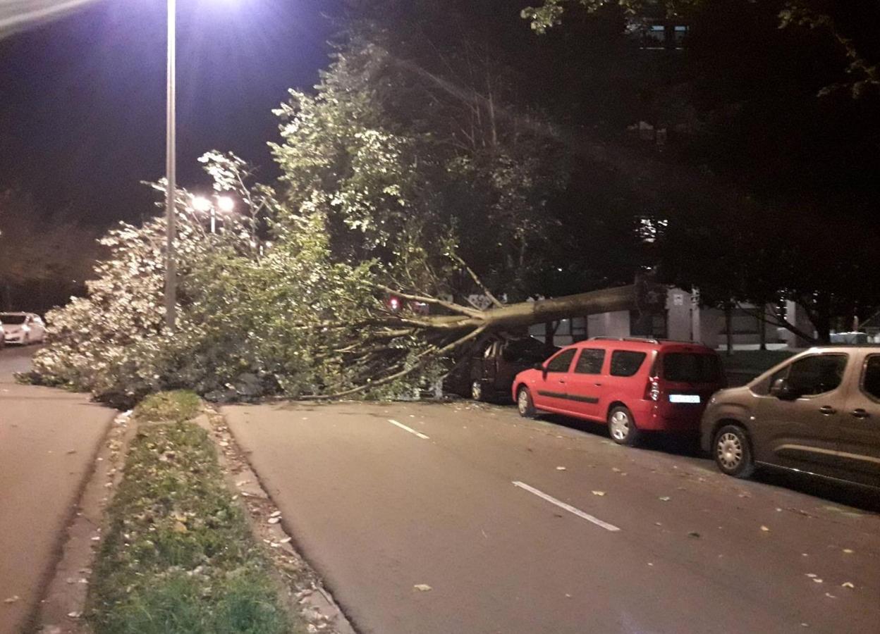 Árbol caído durante la noche sobre un vehículo estacionado en el paseo de Errondo de San Sebastián. 