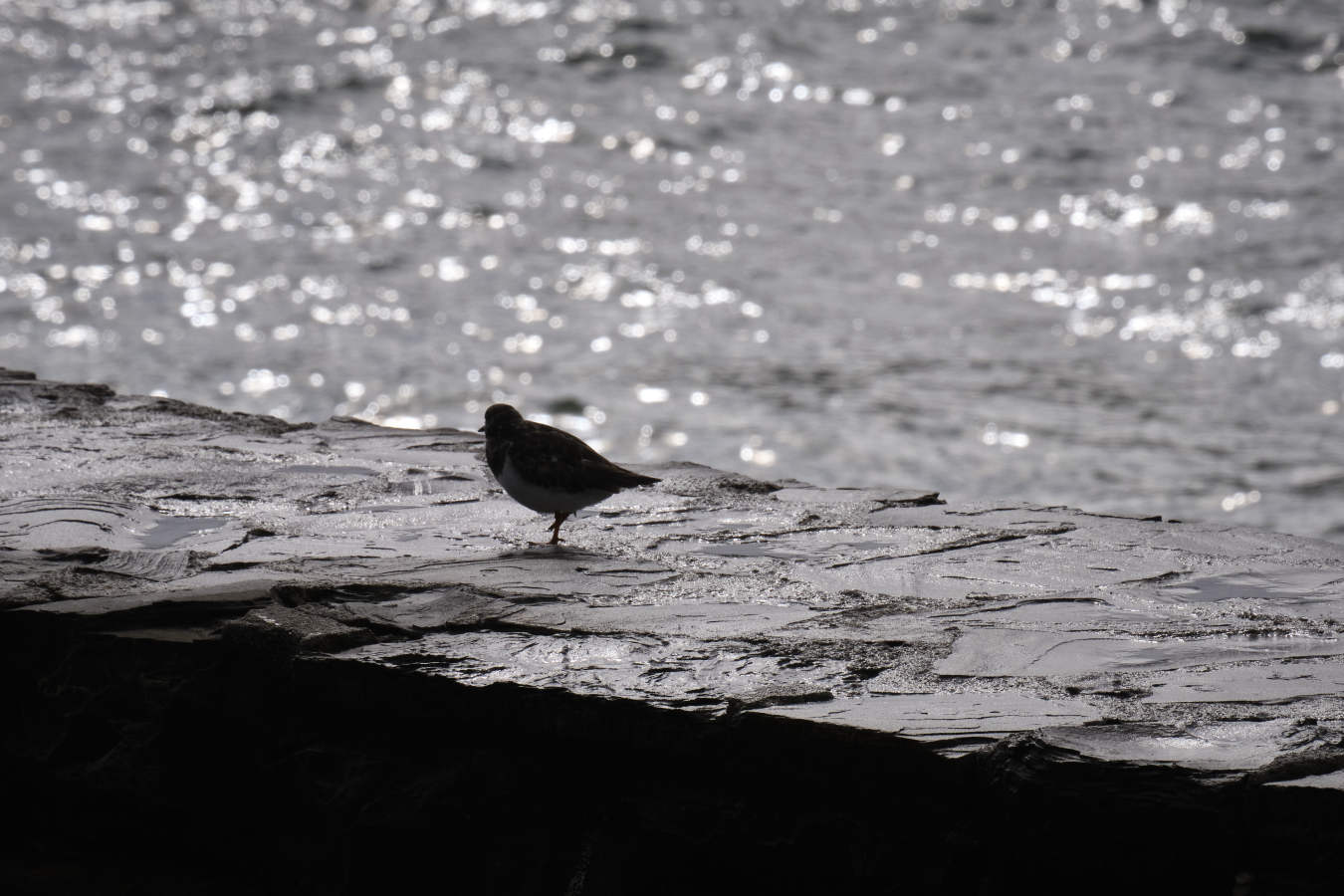 En San Sebastián, las olas han vuelto a realizar un espectáculo y muchos donostiarras se han acercado a verlas desde la primera fila