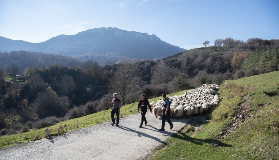Asier Ruiz de Azua y Julen Mintegi conducen el rebaño de Etxezarreta por un hayedo. 