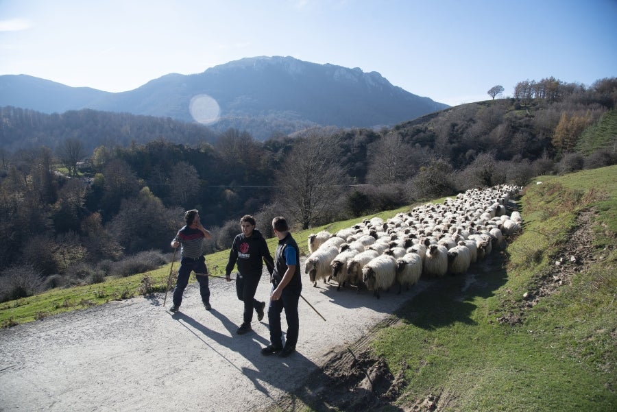 Asier Ruiz de Azua y Julen Mintegi conducen el rebaño de Etxezarreta por un hayedo. 