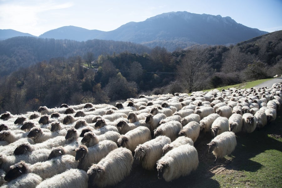 Asier Ruiz de Azua y Julen Mintegi conducen el rebaño de Etxezarreta por un hayedo. 