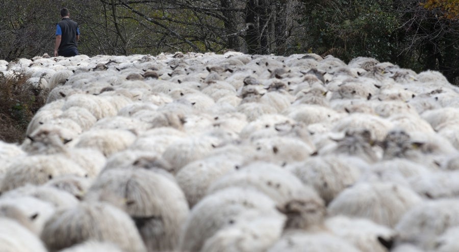 Asier Ruiz de Azua y Julen Mintegi conducen el rebaño de Etxezarreta por un hayedo. 