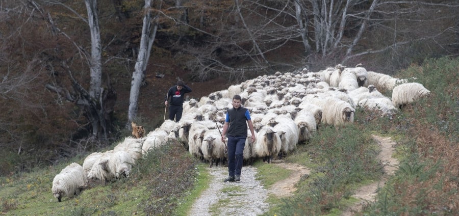 Asier Ruiz de Azua y Julen Mintegi conducen el rebaño de Etxezarreta por un hayedo. 