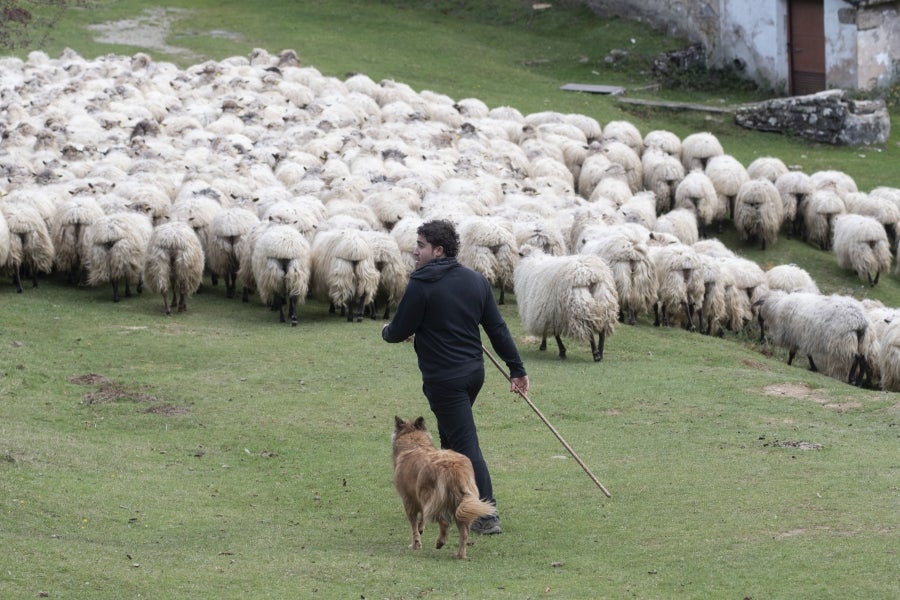 Asier Ruiz de Azua y Julen Mintegi conducen el rebaño de Etxezarreta por un hayedo. 