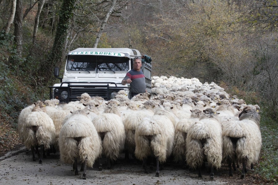 Asier Ruiz de Azua y Julen Mintegi conducen el rebaño de Etxezarreta por un hayedo. 
