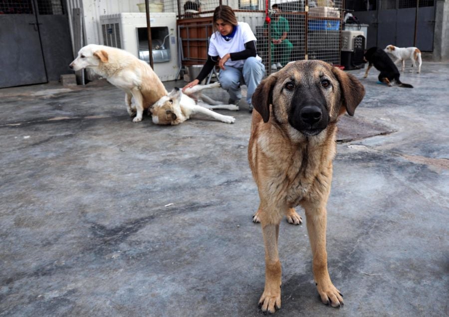 Perros callejeros. 