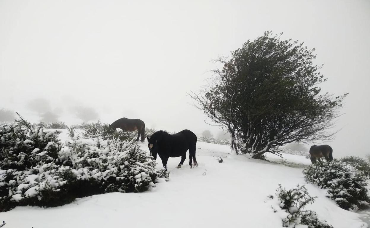 Los caballos pastaron tranquilos ayer en Aralar, rebuscando hierba bajo la nieve que cubrió la cima, a la que apenas se acercaron algunos vecinos. 