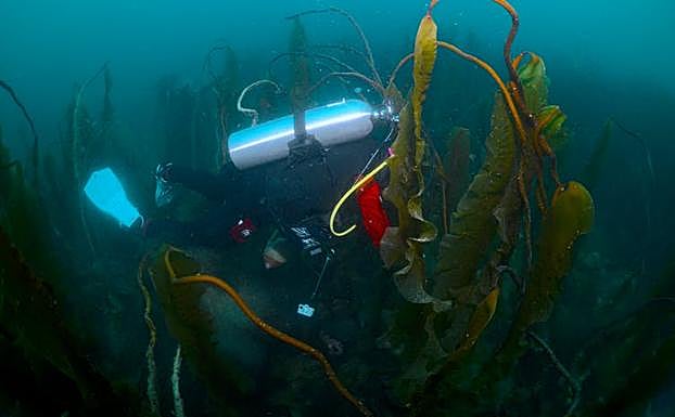 Un submarinista explora un bosque de algas kelp de cuatro metros cerca de la isla de Southampton, en Canadá. 